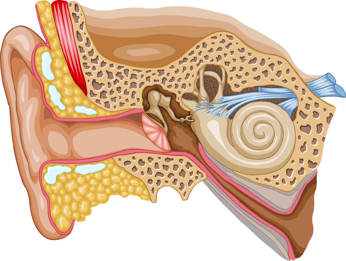 parts of human ear and their functions