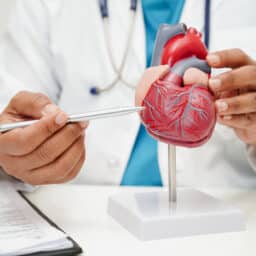 Cardiovascular disease CVD, doctor with heart human model